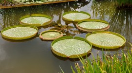 Victoria Water Lily Wallpaper