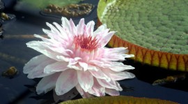 Victoria Water Lily Wallpaper For PC