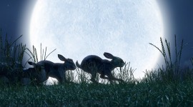 Watership Down Wallpaper For Android