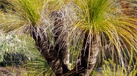 Xanthorrhoea Wallpaper For Android