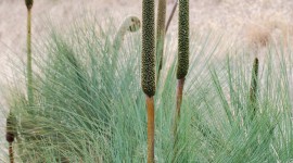 Xanthorrhoea Wallpaper For Android#1