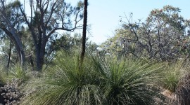 Xanthorrhoea Wallpaper For IPhone