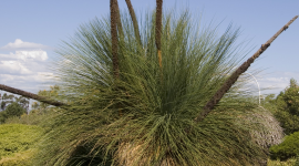 Xanthorrhoea Wallpaper For IPhone Download