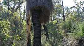 Xanthorrhoea Wallpaper For IPhone Free