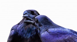 Black Raven Desktop Wallpaper For PC