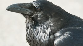 Black Raven High Quality Wallpaper