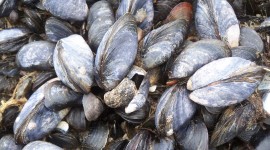 Black Sea Mussels Desktop Wallpaper Free
