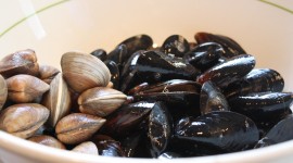 Black Sea Mussels Wallpaper Download