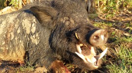 Boar Hunting Wallpaper For PC