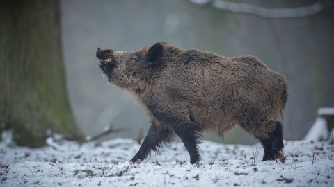 Boar Hunting wallpapers high quality