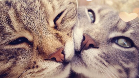 Cats Love wallpapers high quality