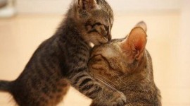 Cats Love Photo Download