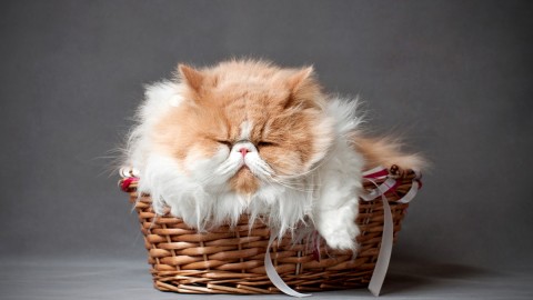 Furry Cats wallpapers high quality