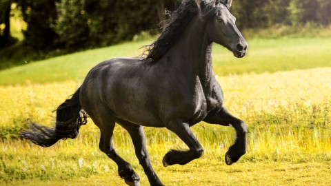 Galloping wallpapers high quality
