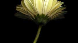 Lonely Flower Wallpaper For IPhone