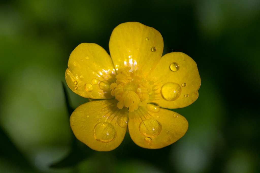 Buttercup wallpapers HD