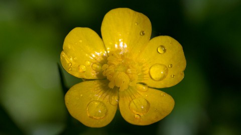 Buttercup wallpapers high quality