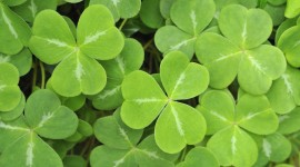 Clover Photo Download