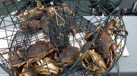 Crab Traps Wallpaper 1080p