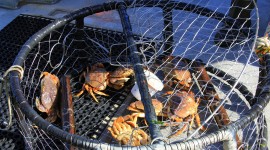 Crab Traps Wallpaper Download Free