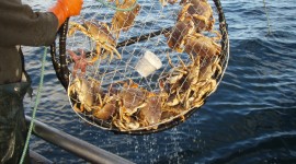 Crab Traps Wallpaper Gallery