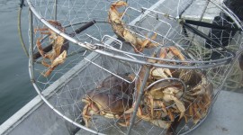 Crab Traps Wallpaper HD
