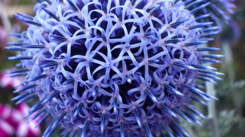 Echinops wallpapers high quality