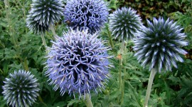 Echinops Picture Download