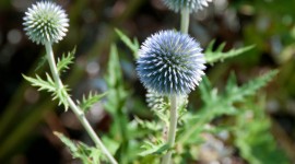 Echinops Wallpaper For IPhone Download