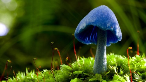 Entoloma Hochstetteri wallpapers high quality