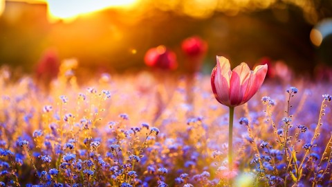 Field Flowers wallpapers high quality