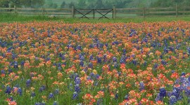 Field Flowers Picture Download