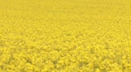 Field Flowers Wallpaper For IPhone