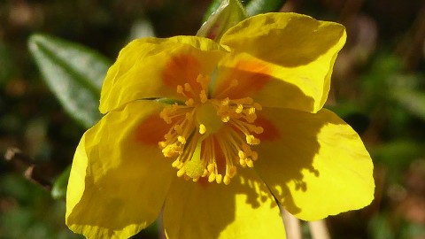 Helianthemum wallpapers high quality