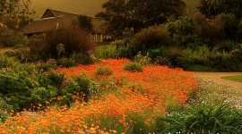 Kirstenbosch National Botanical Garden IPhone