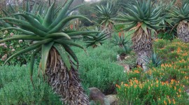 Kirstenbosch National Botanical Garden For Mobile#2
