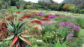 Kirstenbosch National Botanical Garden Photo#4