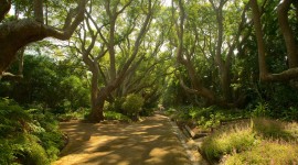 Kirstenbosch National Botanical Garden Pics#4