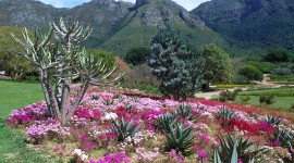 Kirstenbosch National Botanical Garden Pics#5