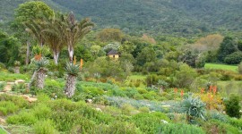 Kirstenbosch National Botanical Garden Pics#7