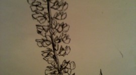 Lupine Flower Tattoo Best Wallpaper