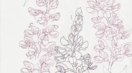 Lupine Flower Tattoo Wallpaper For IPhone