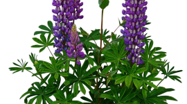 Lupine Flower Tattoo Wallpaper For IPhone 6