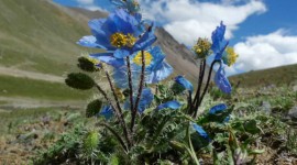 Meconopsis Image Download
