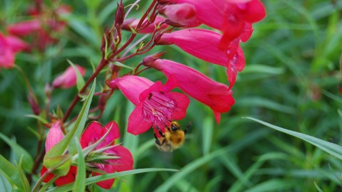 Penstemon wallpapers high quality