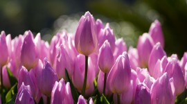 Sale Of Tulips Wallpaper 1080p