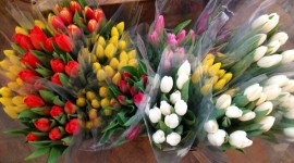 Sale Of Tulips Wallpaper
