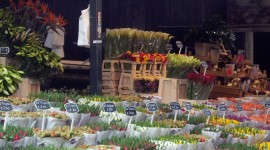 Sale Of Tulips Wallpaper Download