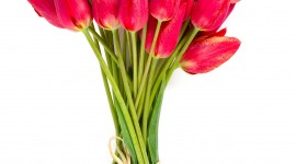 Sale Of Tulips Wallpaper For IPhone 6 Download