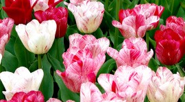 Sale Of Tulips Wallpaper For IPhone 7